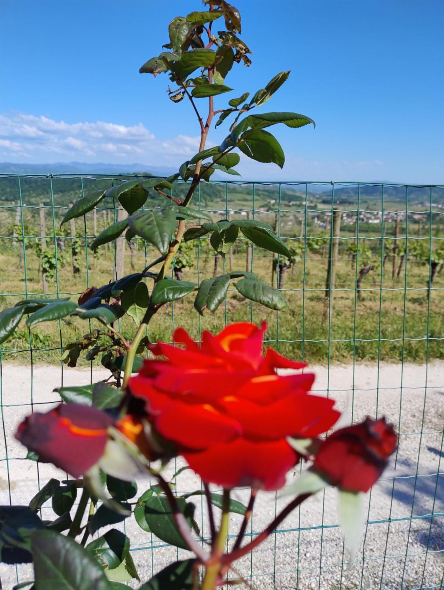 Le Badie Wine Resort Rosazzo Exterior photo